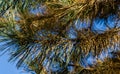 Close-up of diseased needles Austrian pine Pinus Ã¢â¬ËNigraÃ¢â¬â¢ or black pine. Dry needle, rust on needles change of color